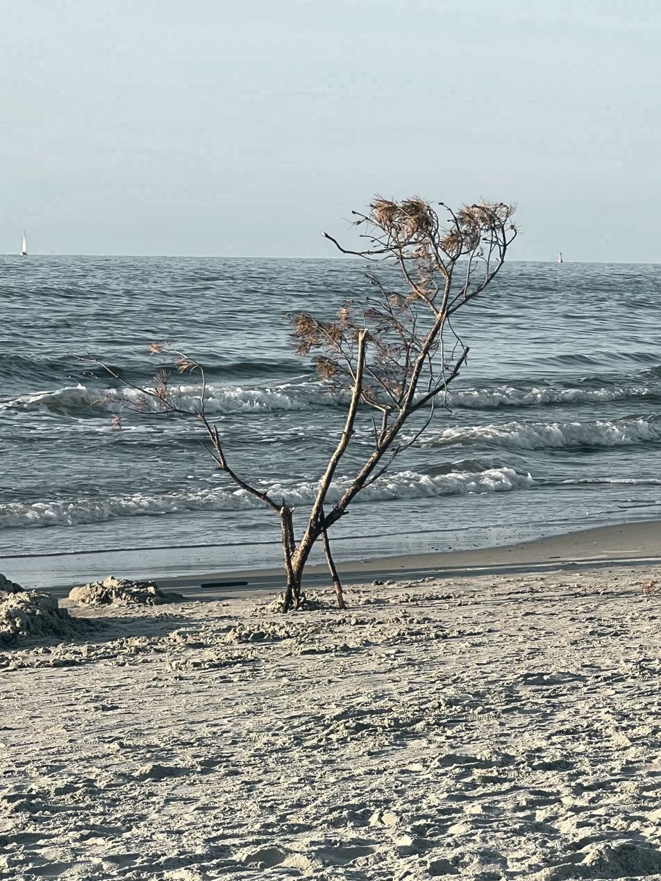 Junger Baum am Strand vor dem Meer